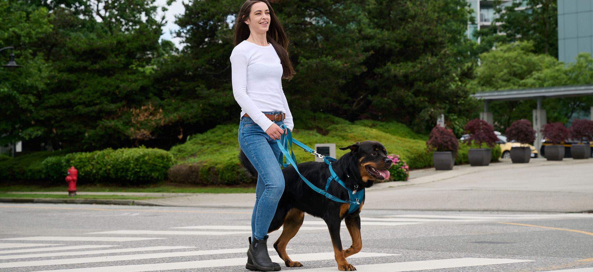 Chien Fournitures Boutique -Chien Fournitures Boutique 1