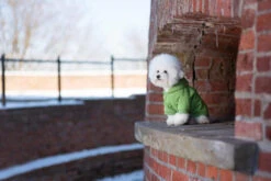 AMIPLAY Sweat-shirt à Capuche Texas Rouge 35cm -Chien Fournitures Boutique fre pl AMIPLAY Sweat shirt a capuche Texas rouge 35cm 28486 5