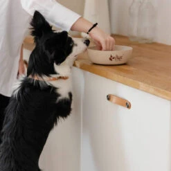 DINGO- Bol Antidérapant En Fibre De Bambou - 1500ml 10 DINGO- Bol Antidérapant En Fibre De Bambou - 1500ml -Chien Fournitures Boutique fre pl DINGO Bol antiderapant en fibre de bambou 1500ml 29828 3