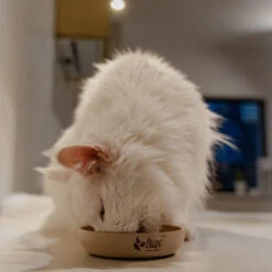 DINGO- Bol Antidérapant En Fibre De Bambou - 1500ml 12 DINGO- Bol Antidérapant En Fibre De Bambou - 1500ml -Chien Fournitures Boutique fre pl DINGO Bol antiderapant en fibre de bambou 1500ml 29828 5