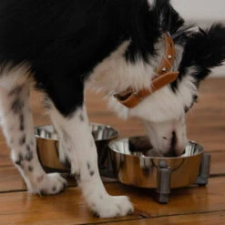 DINGO-set D'alimentation -2x1120 Ml -Chien Fournitures Boutique fre pl DINGO set dalimentation 2x1120 ml 29836 4