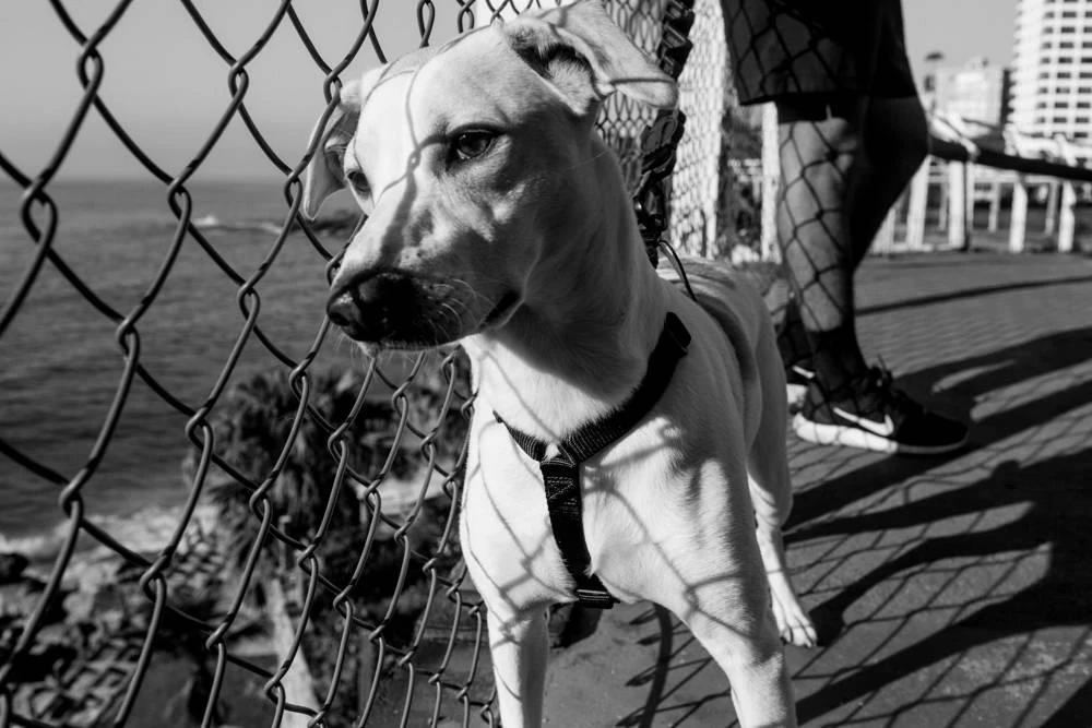 Harnais Pour Chien ZEE DOG GOTHAM - L 5 Harnais Pour Chien ZEE DOG GOTHAM - L – Image 3