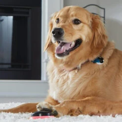 Hunger For Words TALKING PET NEXT WORDS LOCATIONS Localisation -Chien Fournitures Boutique fre pl Hunger for Words TALKING PET NEXT WORDS LOCATIONS Localisation 29731 4