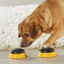 Hunger For Words TALKING PET NEXT WORDS NAMES 11 Hunger For Words TALKING PET NEXT WORDS NAMES -Chien Fournitures Boutique fre pl Hunger for Words TALKING PET NEXT WORDS NAMES 29733 4