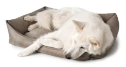 Hunter Bologna Panier Pour Chien Beige Taille S -Chien Fournitures Boutique fre pl Hunter Bologna Panier pour chien Beige Taille S 16593 3