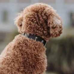 Hunter Mombasa Collier De Chien En Cuir XS-S- 35 Cm 9 Hunter Mombasa Collier De Chien En Cuir XS-S- 35 Cm -Chien Fournitures Boutique fre pl Hunter Mombasa collier de chien en cuir XS S 35 cm 28234 3