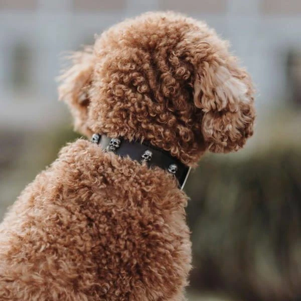 Hunter Mombasa Collier De Chien En Cuir XS-S- 35 Cm 5 Hunter Mombasa Collier De Chien En Cuir XS-S- 35 Cm – Image 3