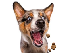 Josera Festival 15 Kg 12 Josera Festival 15 Kg -Chien Fournitures Boutique fre pl Josera Festival 15 kg 13669 6