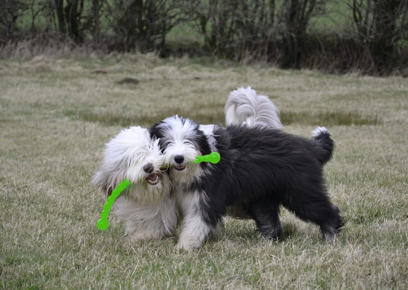 KONG Safestix L 4 KONG Safestix L – Image 2