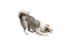 Kiwi Walker Let's Play GLOW BALL Maxi Balle -Chien Fournitures Boutique fre pl Kiwi Walker Lets Play GLOW BALL Maxi balle 29862 3