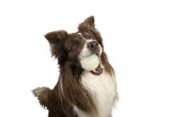 Kiwi Walker Let's Play GLOW BALL Maxi Balle -Chien Fournitures Boutique fre pl Kiwi Walker Lets Play GLOW BALL Maxi balle 29862 4