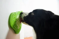 Pet Dream House 2-in-1 Slow Feeding Bowl Orange Eas -Chien Fournitures Boutique fre pl Pet Dream House 2 in 1 slow feeding bowl Orange Eas 25985 3