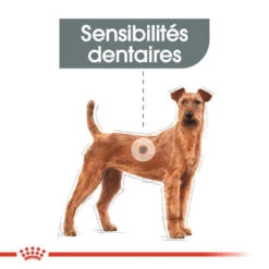 ROYAL CANIN CCN Medium Dental Care 3kg -Chien Fournitures Boutique fre pl ROYAL CANIN CCN Medium Dental Care 3kg 10073 7