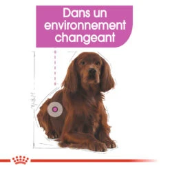 ROYAL CANIN CCN Medium Relax Care 1kg -Chien Fournitures Boutique fre pl ROYAL CANIN CCN Medium Relax Care 1kg 16278 5