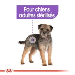 ROYAL CANIN CCN Sterilised Mini 1kg -Chien Fournitures Boutique fre pl ROYAL CANIN CCN Sterilised Mini 1kg 10084 5
