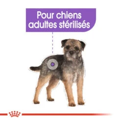 ROYAL CANIN CCN Sterilised Mini Pâté 12x85g -Chien Fournitures Boutique fre pl ROYAL CANIN CCN Sterilised Mini Pate 12x85g 10088 5