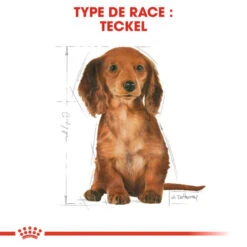 ROYAL CANIN Dachshund Puppy 1,5kg -Chien Fournitures Boutique fre pl ROYAL CANIN Dachshund Puppy 1 5kg 15331 7