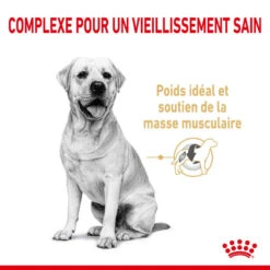 ROYAL CANIN Labrador Retriever Adult 5+ 3kg -Chien Fournitures Boutique fre pl ROYAL CANIN Labrador Retriever Adult 5 3kg 12526 4
