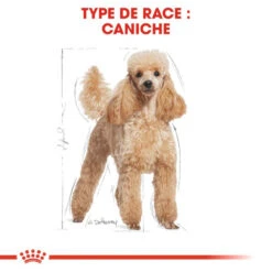 Chien Fournitures Boutique -Chien Fournitures Boutique fre pl ROYAL CANIN Poodle Adult 1 5kg 9428 2