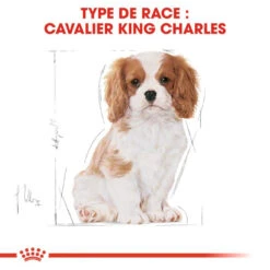 Royal Canin Cavalier King Charles Spaniel Puppy 1,5kg -Chien Fournitures Boutique fre pl Royal Canin Cavalier King Charles Spaniel Puppy 1 5kg 9177 5