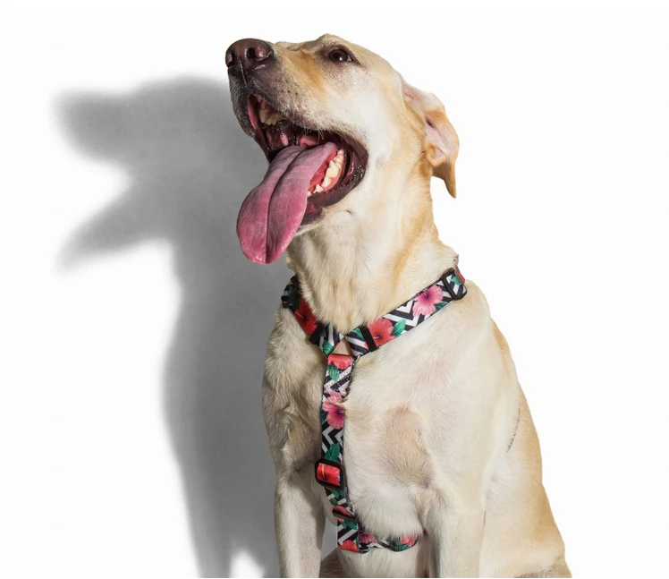 ZEE DOG Mahalo S Harnais Pour Chien 4 ZEE DOG Mahalo S Harnais Pour Chien – Image 2