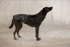 ZEE DOG Ozzy Imperméable Pour Votre Chien XL -Chien Fournitures Boutique fre pl ZEE DOG Ozzy Impermeable pour votre chien XL 13372 2