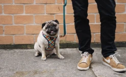 ZEE DOG PHANTOM AIR MESH Harnais Pour Chien M -Chien Fournitures Boutique fre pl ZEE DOG PHANTOM AIR MESH Harnais pour chien M 13343 2