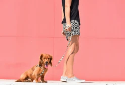 ZEE DOG PHANTOM Laisse Pour Chien S -Chien Fournitures Boutique fre pl ZEE DOG PHANTOM Laisse pour chien S 13349 2